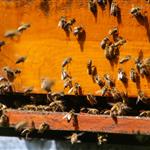 Μελισσοκομικά προγράμματα: Ανοιχτή η πλατφόρμα για αιτήσεις ενίσχυσης