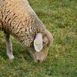 Η κυβέρνηση ποινικοποιεί την επιβίωση των κτηνοτρόφων αντί να δώσει λύση στην ευλογιά των αιγοπροβάτων