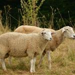 «Βόμβα» από τον EFSA, τάσσεται υπέρ του εμβολιασμού για την ευλογιά των αιγοπροβάτων