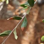 From sensors to dogs, scientists break new ground for Xylella fastidiosa early detection