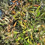 Από αισθητήρες μέχρι σκύλους: Επιστήμονες ανοίγουν νέους δρόμους για την έγκαιρη ανίχνευση της Xylella fastidiosa