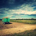 Ζάχαρη: Μειωμένη η παραγωγή στην Ε.Ε. το 2025/26 λόγω συρρίκνωσης των καλλιεργούμενων εκτάσεων