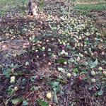 Σε «πολιτική ομηρία» οι αποζημιώσεις των κερασοπαραγωγών της Αγιάς