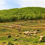 Κόκκαλης: Να ζητηθούν παρεκκλίσεις από την Ε.Ε. για τη βόσκηση και τη μετακίνηση κοπαδιών προς θερινούς βοσκότοπους
