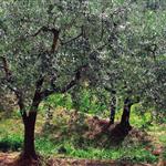 Why Xylella fastidiosa in Europe?