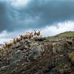 Νέα Αριστερά: Για την «ανεπαρκή διαχείριση» του αφθώδους πυρετού στη Λέσβο