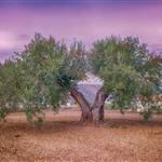 Εγκλωβισμένος ο αγροτικός κόσμος της χώρας λόγω της γραφειοκρατίας του ελαιοκομικού μητρώου και της υποστελέχωσης των ΔΑΟΚ