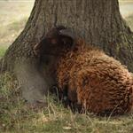 Νέα Αριστερά: Στη Βουλή η «χαώδης» διαφορά 5 εκατ. αιγοπροβάτων μεταξύ ΥΠΑΑΤ και ΕΛΣΤΑΤ