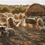Κρήτη: Παρατείνονται τα μέτρα βιοασφάλειας για την ευλογιά των αιγοπροβάτων