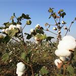 Πιέσεις για το πακιστανικό βαμβάκι μετά τις μειώσεις δασμών των ΗΠΑ και της ΕΕ στα ινδικά προϊόντα