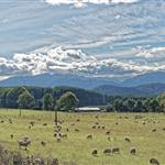 Κίνδυνος νέων προστίμων λόγω καθυστερήσεων στα Διαχειριστικά Σχέδια Βόσκησης