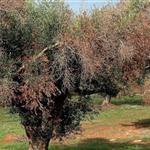 Xylella fastidiosa: Σε δημόσια διαβούλευση νέες επιστημονικές αξιολογήσεις για τα μέτρα αντιμετώπισης