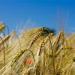 Παραγωγή μαλακού σίτου: Οι προκλήσεις του κόστους εισροών και οι πρώτες εκτιμήσεις για το 2026