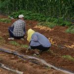 Κεφαλογιάννης: Στηρίζουμε το εισόδημα και την αξιοπρέπεια του Ευρωπαίου αγρότη