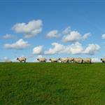 Κόκκαλης: «Έκτρωμα» η ΚΥΑ για τους βοσκότοπους