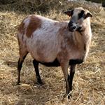 Κόκκαλης: Συνεχίζεται το σκάνδαλο του ΟΠΕΚΕΠΕ