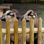 Λαζαρίδης: Το ΠΑΣΟΚ καταψήφισε τη στήριξη των κτηνοτρόφων που πλήττονται από τον αφθώδη πυρετό