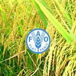 FAO: Επείγοντα μέτρα για την αναχαίτιση του αφθώδους πυρετού σε Ευρώπη και Ανατολή