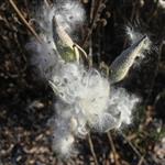 Δυναμική ανάκαμψη για τις τιμές του βαμβακιού στο χρηματιστήριο