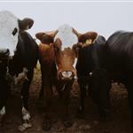 Ιρλανδία: Ενισχύσεις 4 εκατ. ευρώ για τη ζύγιση βοοειδών