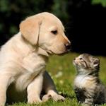 ΓΕΩΤΕΕ: Σχετικά με την πρόσφατη αγωγή του Ελληνικού Δημοσίου κατά του Πανελλήνιου Κτηνιατρικού Συλλόγου