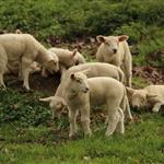 Παρέμβαση Ζεϊμπέκ για δίκαιες αποζημιώσεις στους κτηνοτρόφους της Θράκης