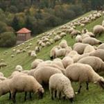 Ανεξέλεγκτη η ευλογιά αφανίζει σπάνιες ελληνικές φυλές – Σφοδρή επίθεση Κόκκαλη στην κυβερνητική διαχείριση