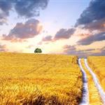 Νέα ΚΓΠ: Ευελιξία και στήριξη στους αγρότες – Εγκρίθηκαν οι απλουστευμένοι κανόνες