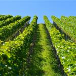 ΚΕΟΣΟΕ: Οι επιχειρήσεις οίνου (CEEV), απέναντι στους γεωργούς της Ευρώπης για τη Mercosur