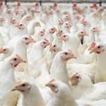 «Τελεσίγραφο» πτηνοτρόφων σε Μητσοτάκη: «Χωρίς στήριξη, η ελληνική πτηνοτροφία οδηγείται σε αφανισμό»