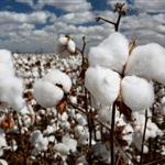 ΥΠΑΑΤ: 96 εκατ. ευρώ για μείωση αποτυπώματος άνθρακα σε αρόσιμες καλλιέργειες