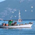 Ευρωπαϊκή αλιεία: Το ΕΛΚ ζητά άμεση μεταρρύθμιση και τέλος στη γραφειοκρατία