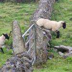 Δεύτερο επιβεβαιωμένο κρούσμα αφθώδους πυρετού στη Λέσβο