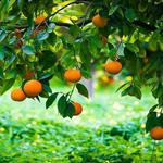 Χανιά: Δηλώσεις ζημιάς για εσπεριδοειδή και αβοκάντο μετά την ανεμοθύελλα της 15ης Φεβρουαρίου