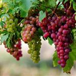 Συμβούλιο ΕΕ: Ταχεία υιοθέτηση μέτρων στήριξης για την ενίσχυση του οινοποιητικού κλάδου και των αγροτών