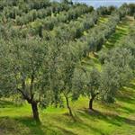 Παρέμβαση ΣΥΡΙΖΑ-ΠΣ για το Ελαιοκομικό Μητρώο