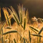 Στο ΦΕΚ οι συνδεδεμένες ενισχύσεις για σιτάρι και κριθάρι