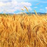 USDA: Ανοδική αναθεώρηση των παγκόσμιων αποθεμάτων σιταριού για το 2025-26