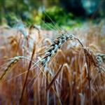 Κίνα: Ρεκόρ παραγωγής σιτηρών στα 715 εκατ. τόνους το 2025/26