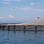 Ξεκινά νέο πρόγραμμα 26 εκ. ευρώ για τη μεταποίηση προϊόντων αλιείας και υδατοκαλλιέργειας