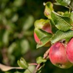 Οδηγίες χειμερινής προστασίας για μηλοειδή