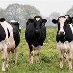 Ιρλανδία: Αυστηροποιούνται τα μέτρα για τη Φυματίωση των Βοοειδών