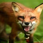 Έναρξη της 22ης Εμβολιαστικής Εκστρατείας των Κόκκινων Αλεπούδων