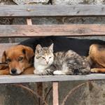 Τέλος στην ατιμωρησία: Διπλό πλήγμα στην παράνομη διακίνηση ζώων με εντολή Ε.Ε. και δικαιοσύνης