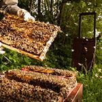 Ευρωπαϊκή Εισαγγελία: Μεγάλη επιχείρηση στη Ρουμανία για απάτη 1,32 εκατ. ευρώ σε μελισσοκομικές επιδοτήσεις