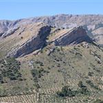 Researchers lead the way on nature-based integrated solutions to fight Xylella