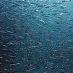 GFCM countries adopt new measures for the sustainability of aquatic foods and welcome Ukraine as a new member