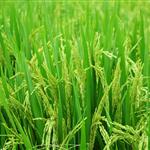 «Καλλιεργούμε αξία στο ελληνικό ρύζι»