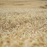 Γερμανία: 1,5 εκατ. ευρώ για ποικιλίες σιταριού που «βγάζουν» ποιότητα με λιγότερο λίπασμα