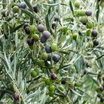 BeXyl project provides new tools and strategies for prevention, monitoring and control of Xylella fastidiosa in Europe